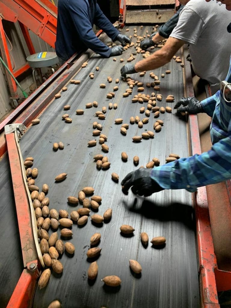 Arkansas Pecans - Only In Arkansas