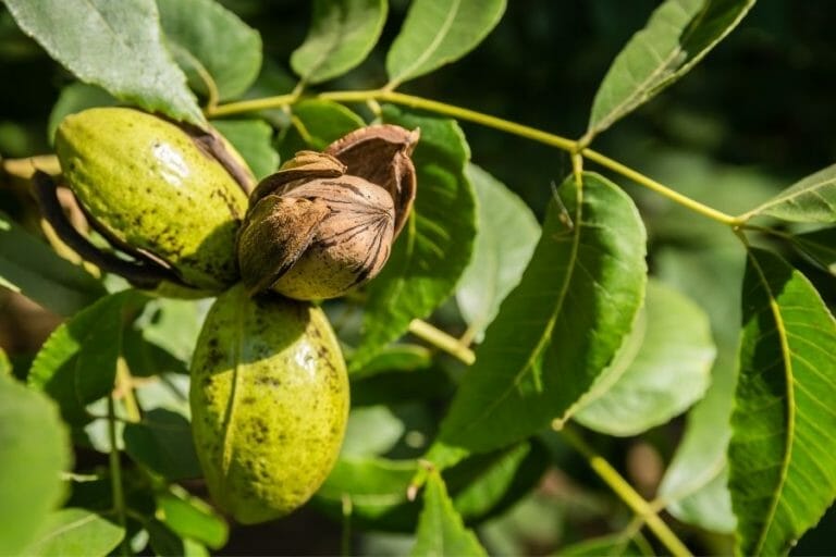 Arkansas Pecans - Only In Arkansas