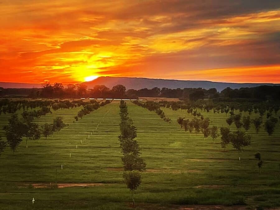 Petit Jean Pecan Farm - Morrilton, Arkansas