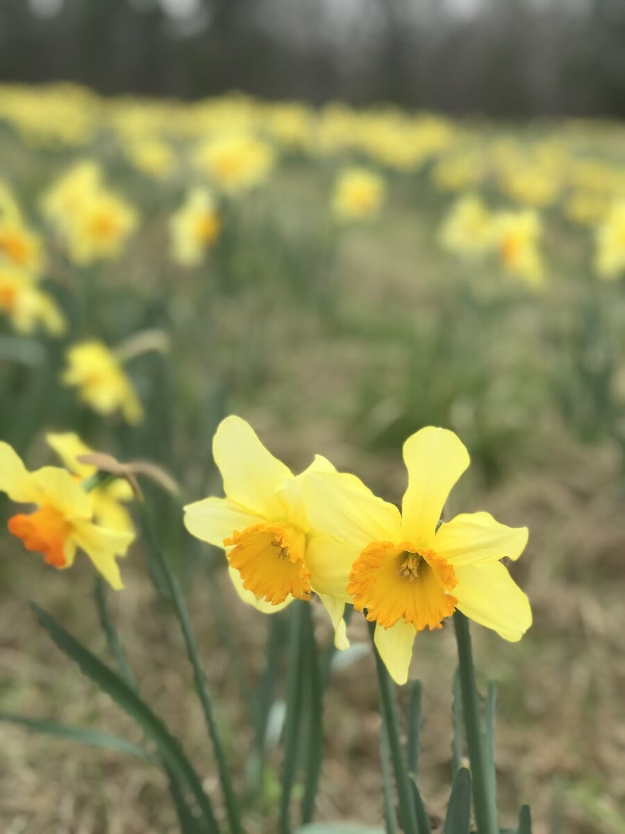 Find a Miracle at the Wye Mountain Daffodil Festival Only In Arkansas