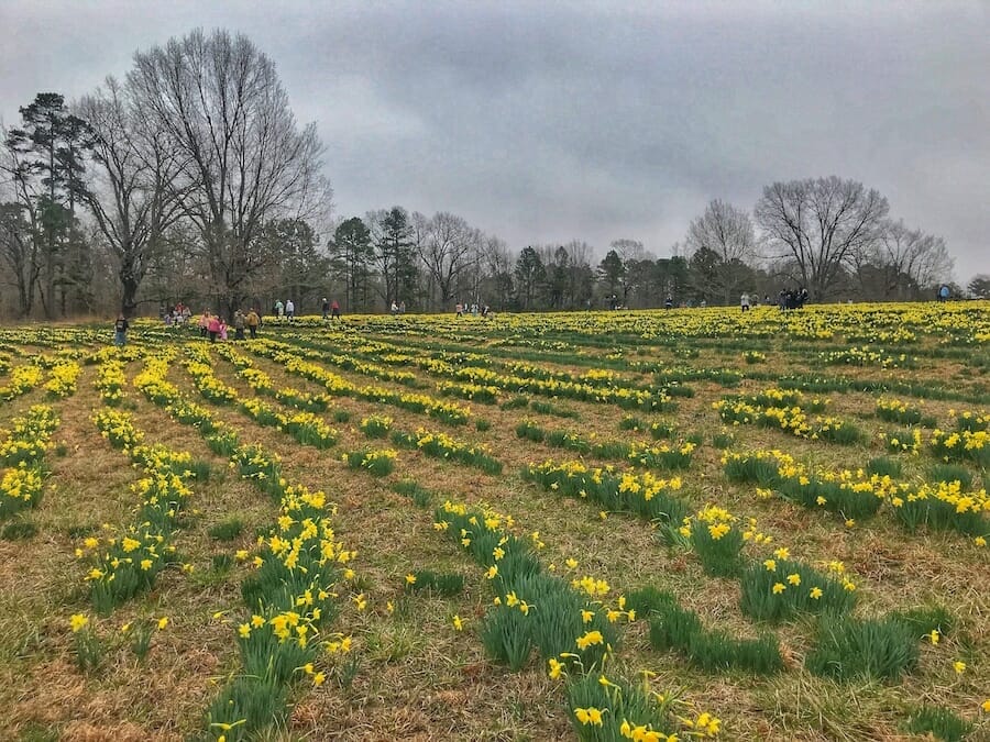 Find a Miracle at the Wye Mountain Daffodil Festival Only In Arkansas