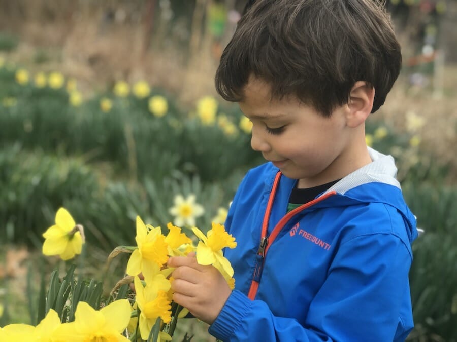 Wye Mountain Daffodil Festival 