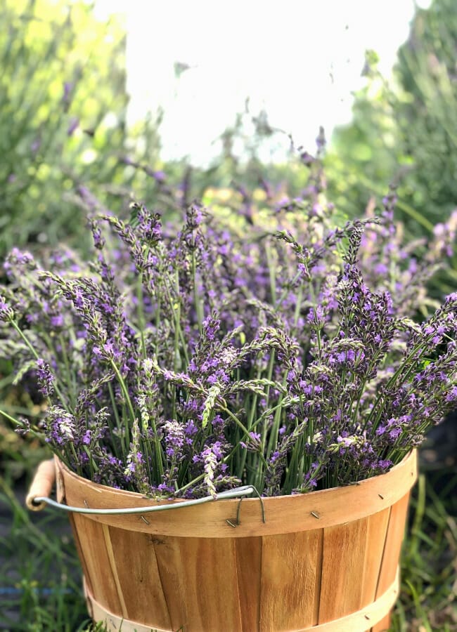 Natural State Lavender in Scott - Only In Arkansas