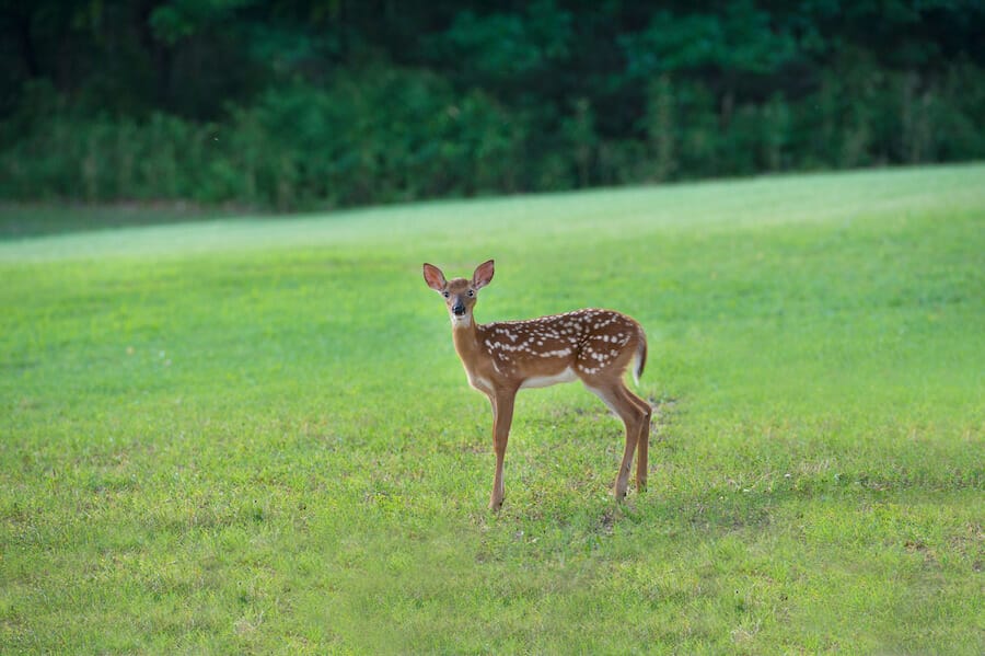 fawn White-Tailed Deer in Arkansas
