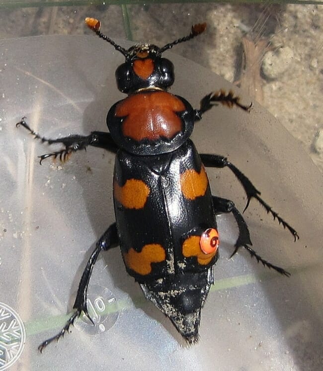 The American Burying Beetle was once found in at least 35 states, including most of the eastern half of the country.