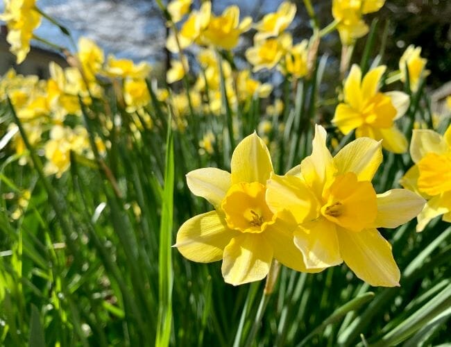 Best Places to Find Daffodils in Arkansas this Spring Only In Arkansas