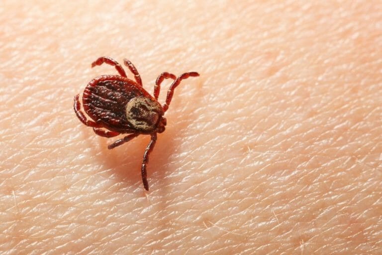 Identifying Ticks in Arkansas - Only In Arkansas