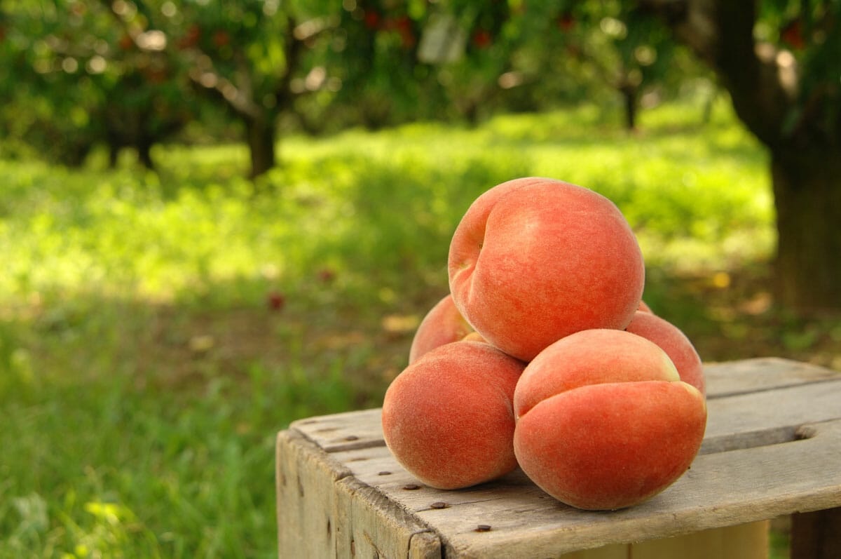 peach orchard harvest