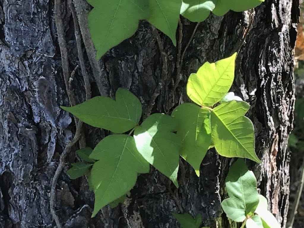 Look, But Don’t Touch: Toxic Plants in Arkansas