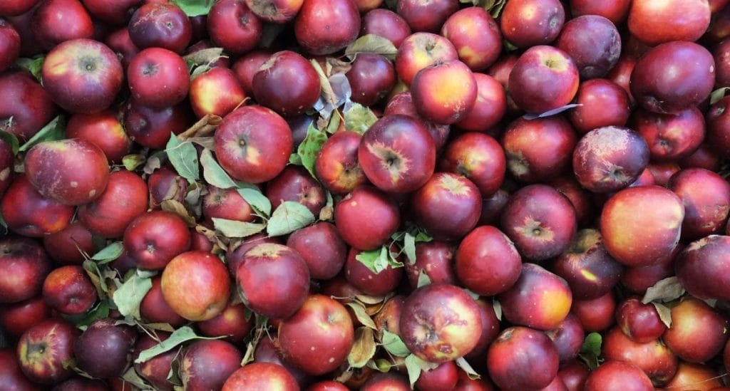 Arkansas Black: A Storied Apple with Timeless Roots
