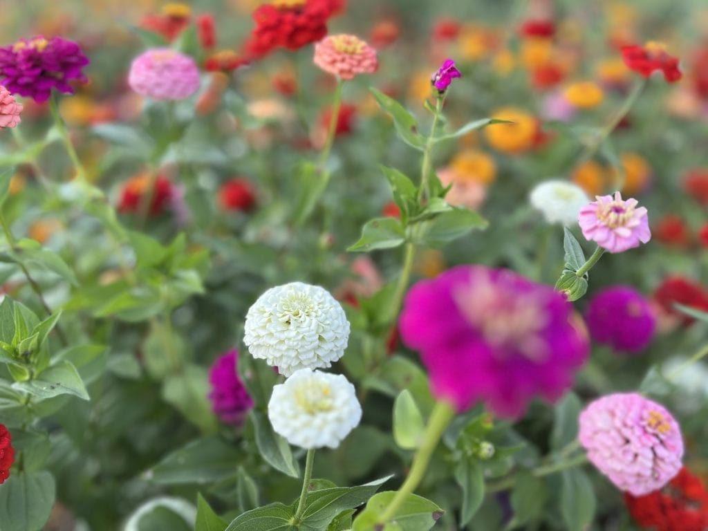 October Nature Journal | Crisp Air and Autumn Magic