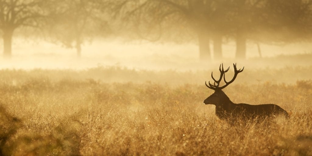 Hunting in Arkansas: A Natural State Tradition