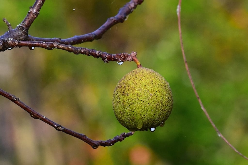 Black Walnut Harvests and the Gravette Shelling Company