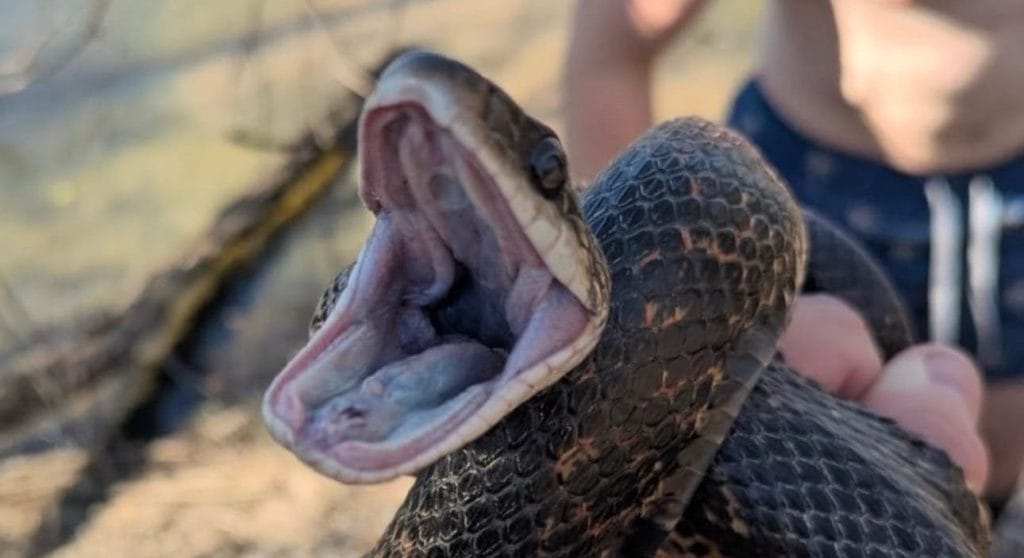 Watch Your Step: Tips & Tricks to Surviving Snake Season