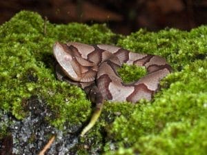 Surviving a Venomous Snake Bite in Humans and Pets